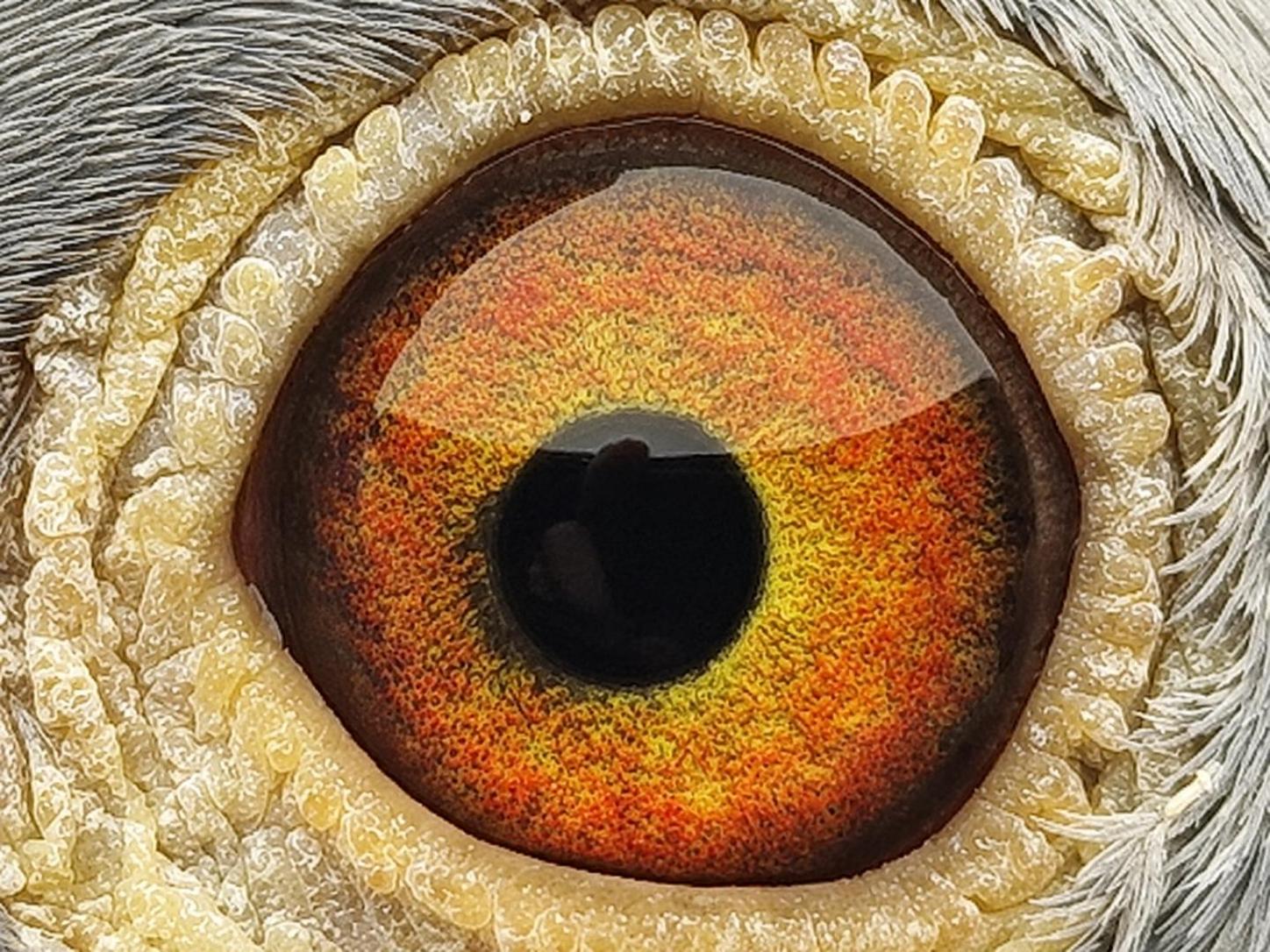 Pigeon eye